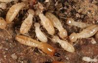 Termite Control Brisbane image 3